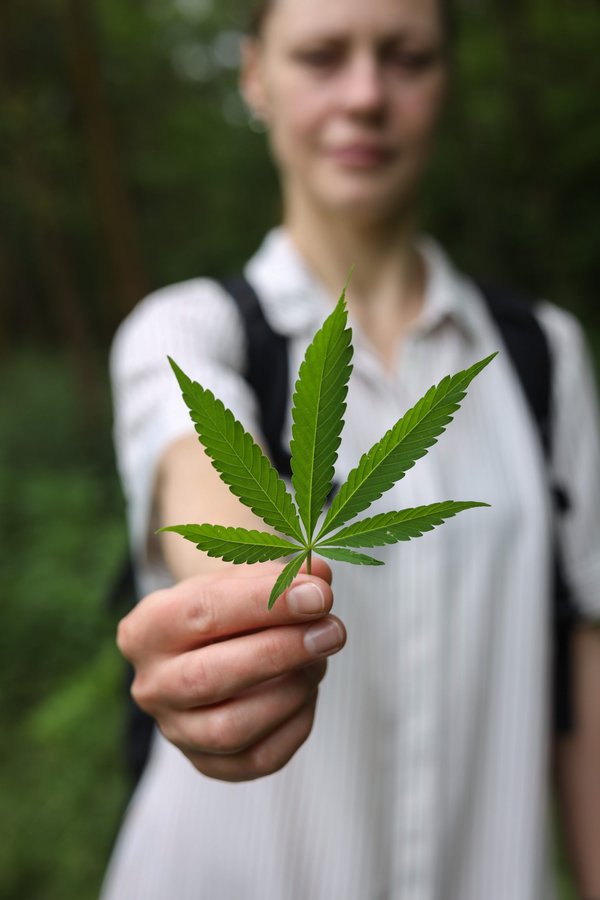 Options légales de graines de chanvre en france : guide pratique